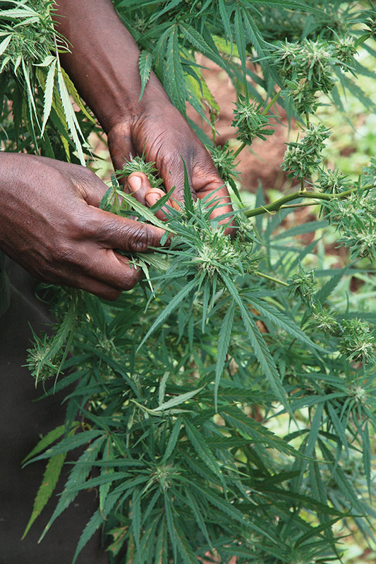 South Africa Marijuana Durban Poison Cannabis