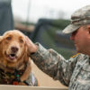 PTSD is one of the most common service-related ailments affecting active duty military personnel and veterans. Animal therapy has been shown to be effective in treating symptoms of PTSD. Cannabis can be a very effective supplement to pet therapy and has been shown to have strong healing benefits in its own right.