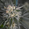 Montana Medical Marijuana Cannabis Now