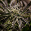 Medical Marijuana Amendment Florida