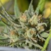 Montana Medical Marijuana Cannabis Now