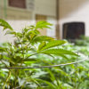 Colorado Homegrow Cannabis Now