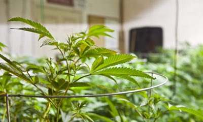 Colorado Homegrow Cannabis Now