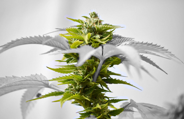 The federal government strictly limits cannabis researchers, requiring them to conduct all studies using material from a single approved cultivator.