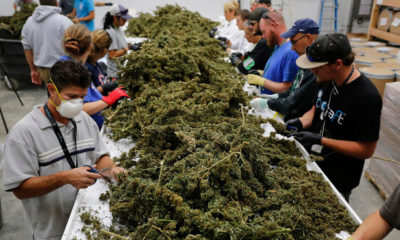 FILE- In this Oct. 4, 2016, file photo, farmworkers remove stems and leaves from newly-harvested marijuana plants, at Los Suenos Farms, America's largest legal open air marijuana farm, in Avondale, southern Colo. A bill headed to the state Senate would make PTSD the 10th ailment eligible for medical pot in Colorado. Passage would make Colorado the 20th state to allow doctors to recommend pot for PTSD. (AP Photo/Brennan Linsley, File)