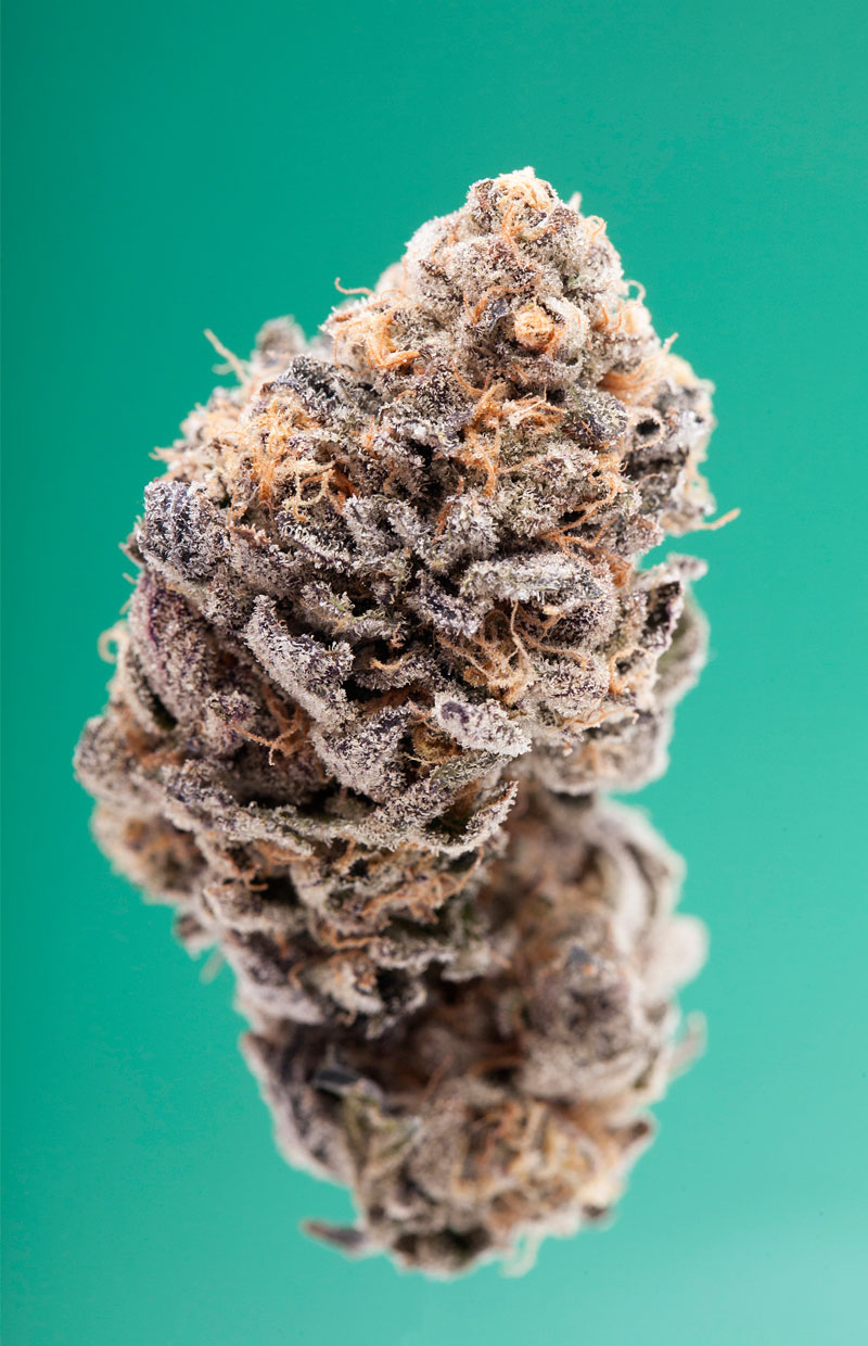 A close-up photograph of a nug of the real Girl Scout Cookies by breeder Jigga, all against a green background.
