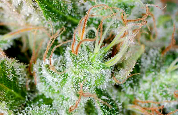 TGA Subcool Seeds is at the cutting edge of cannabis genetics, but one of their most classic offerings is the Jack's Cleaner, which has been around for over two decades.