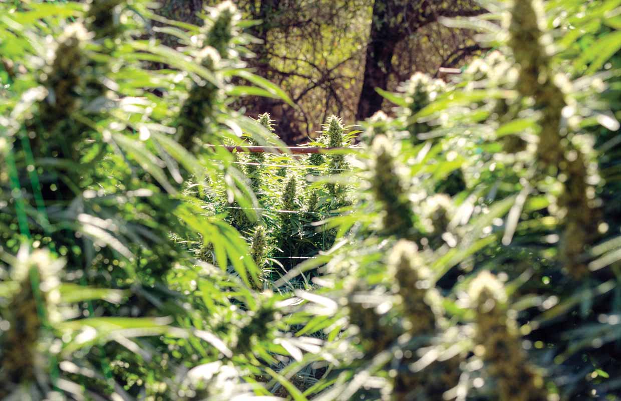 Whoopi & Maya Cannabis Now