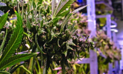 Big Pharma Marijuana Cannabis Now