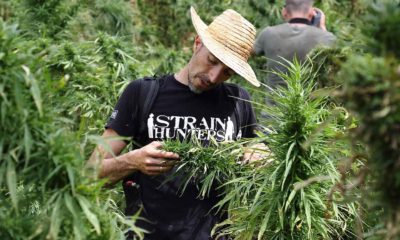 Franco Loja Strainhunters Cannabis Now