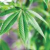 Rehab with Cannabis Cannabis Now Magazine