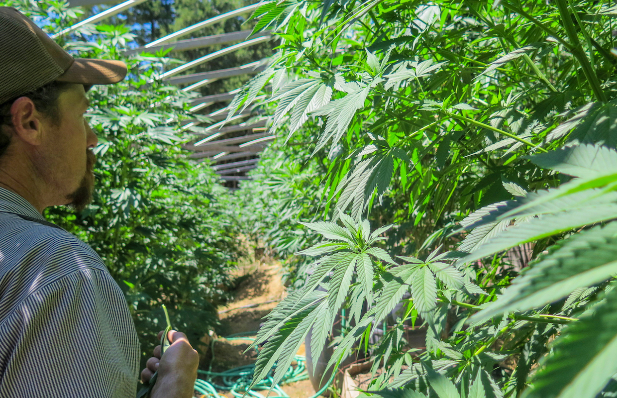 Humboldt has long been associated with magnificent marijuana, but the expansion of corporate cannabis has some long-time cultivators banding together to preserve their culture and protect their corner of the market.