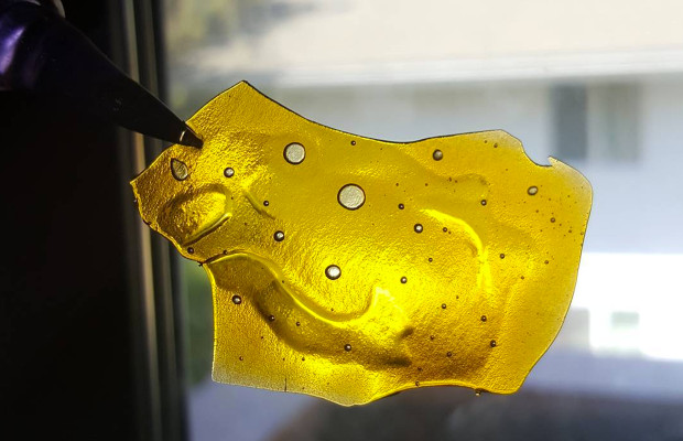 Silverback Extracts is a steadily rising profile in the world of errl — a King Kong of concentrates scaling the industry one terpene-loaded BHO slab at a time.