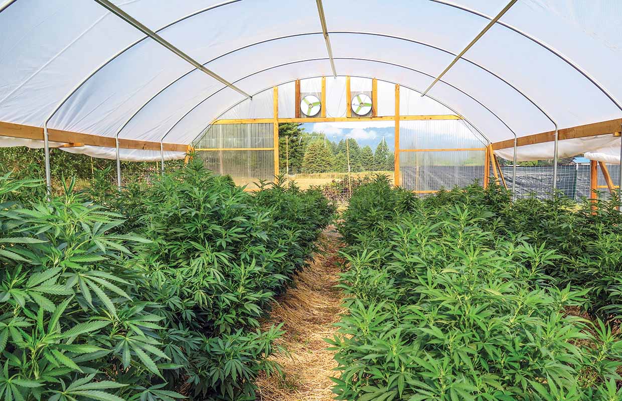 Humboldt California Cannabis Now