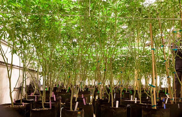 San Francisco indoor grow cambodian landrace cannabis now