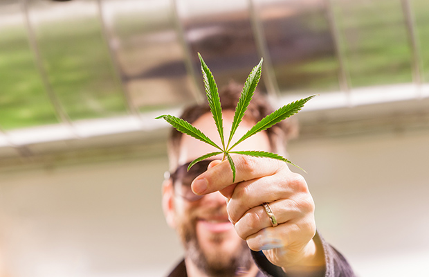 San Francisco indoor Harry Resin sativa leaf stash cannabis now