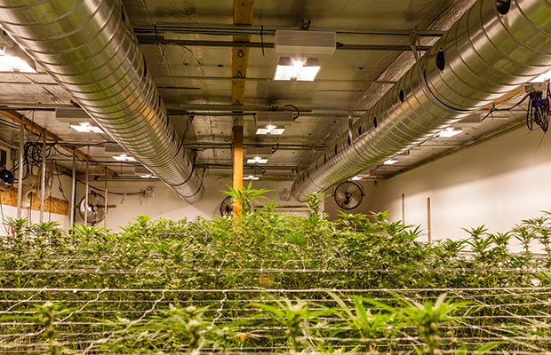 San Francisco indoor grow A5 Haze cannabis now