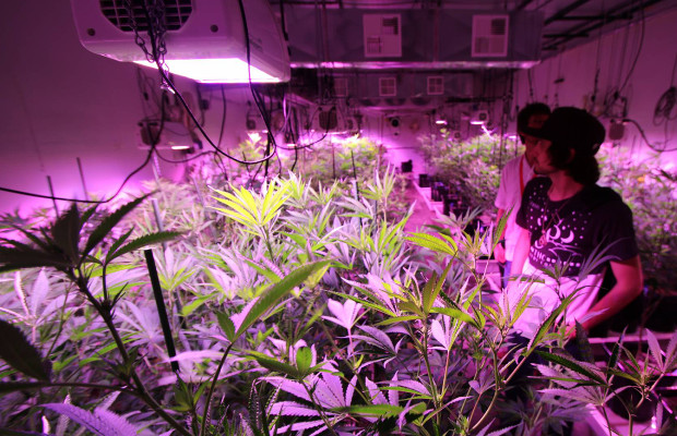 Adjustable LED lights provide an array of spectrums that cultivators can dial in to produce laser-sharp spectral light strategies.