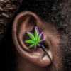A purple and green pot leaf on an ear bud rests in a mans ear as he tokes and listens to music, a match that works on a scientific level.