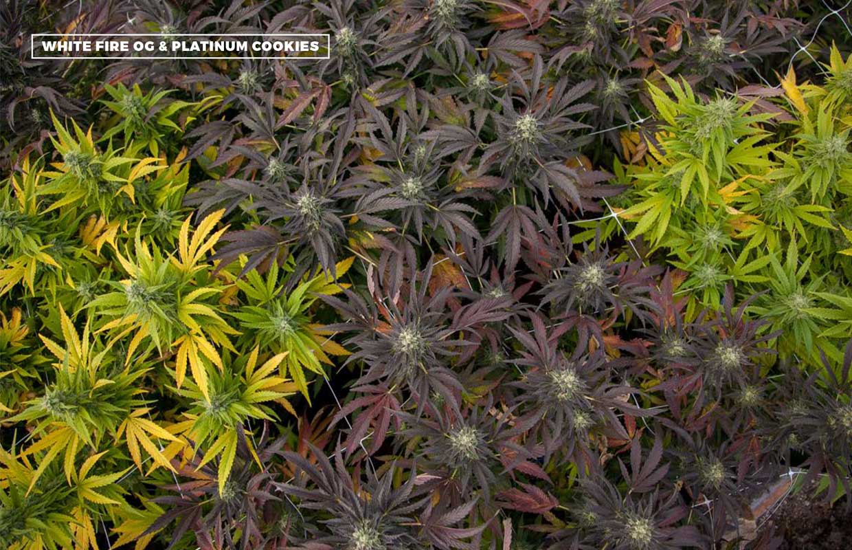 Purple and light green meet in a garden that houses both the White Fire and Platinum Cookies at TKO Reserves.
