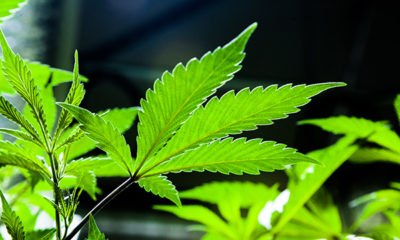 Adult-use marijuana Connecticut Cannabis Now