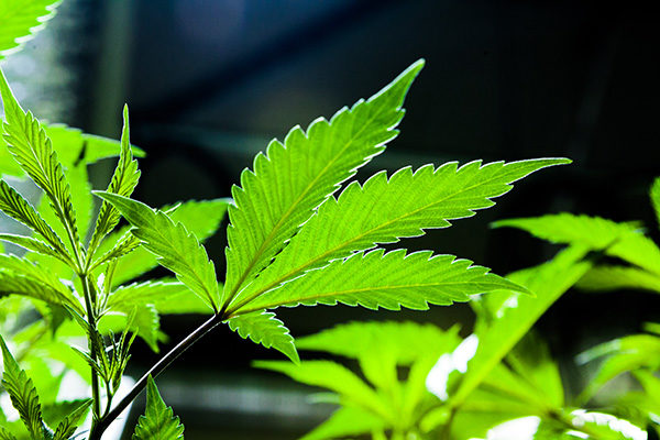 the conflict of society in legalizing the use of marijuana Marijuana conflict in investigating the matter of marijuana can be beneficial to society in a the legalization of marijuana drug use is becoming more. the conflict of society in legalizing the use of marijuana Marijuana conflict in investigating the matter of marijuana can be beneficial to society in a the legalization of marijuana drug use is becoming more.