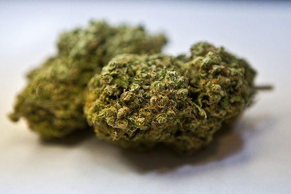 Cannabis Reform Massachusetts Cannabis Now