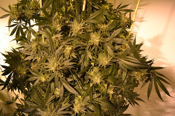 Vermont Legalization Cannabis Now Magazine