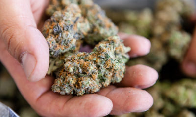 It’s been three years since famed San Francisco cannabis breeders Mr. Sherbinski and Jigga crossed two crowd favorites (Sunset Sherbert and Thin Mint Cookies) and created a strain that’s been endlessly hyped, right down to the number on the pots — Gelato.