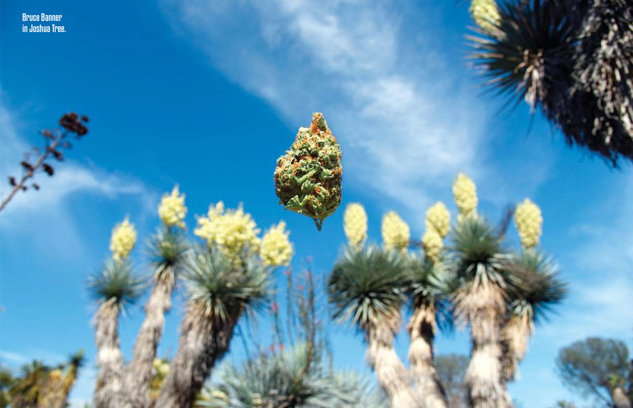 A nug of Bruce Banner floats among the branches of a Joshua Tree in Los Angeles.