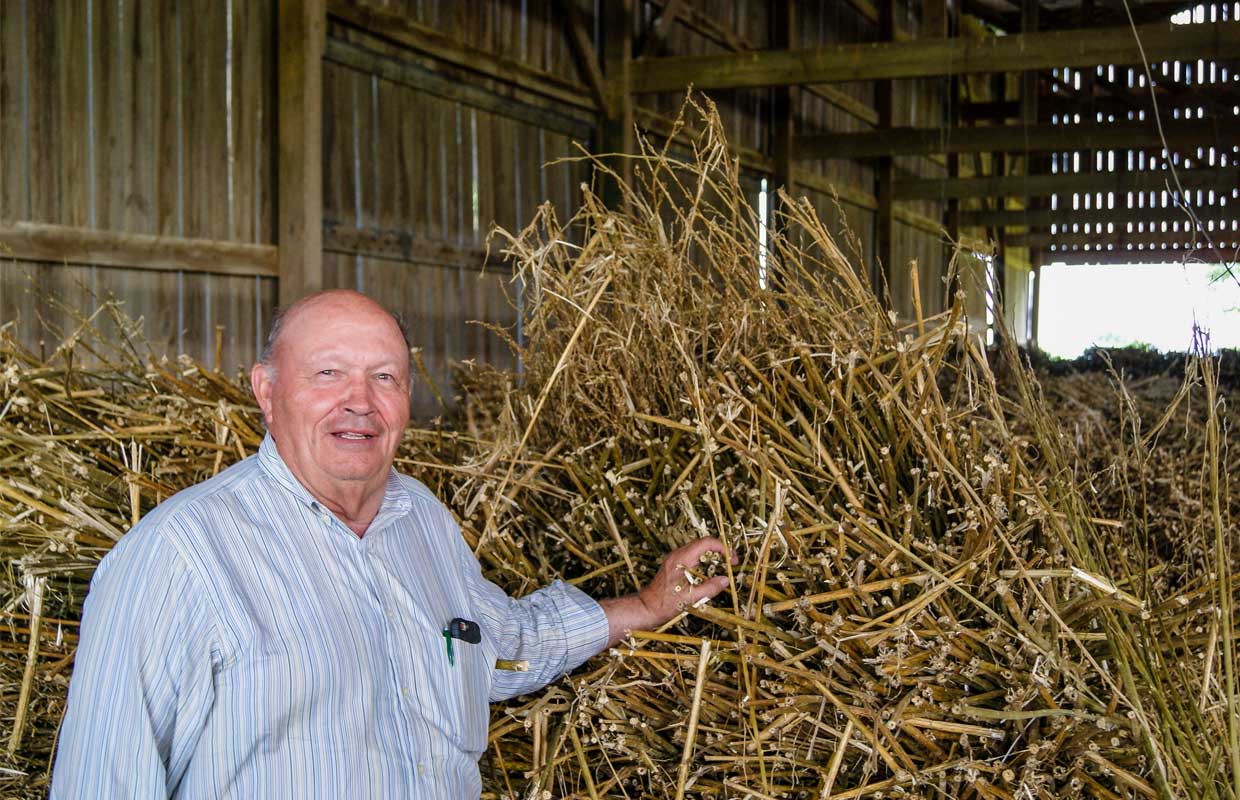 A hemp farmer stands next to dried hemp stalks that can be made into material from hemp.