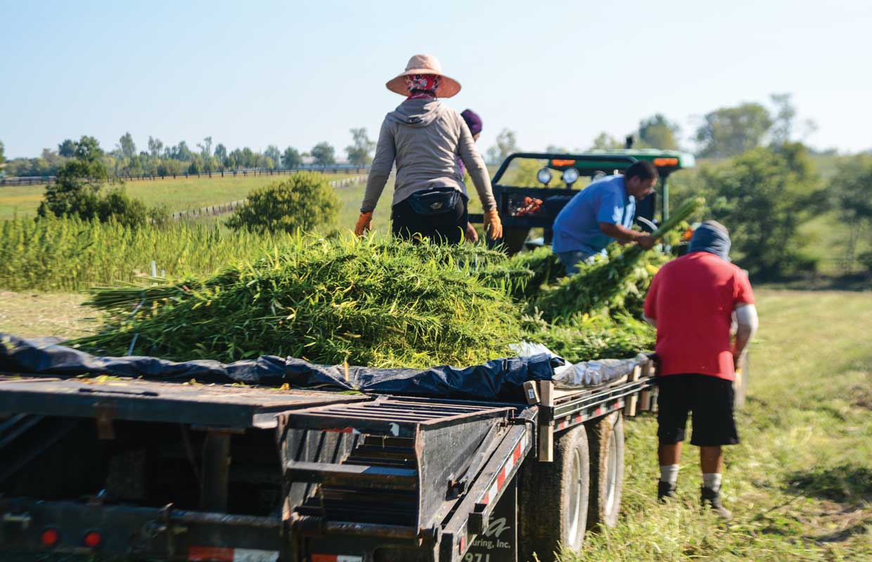Farmers pull cut down hemp onto the back of a flatbed truck ready to be dried and cured.