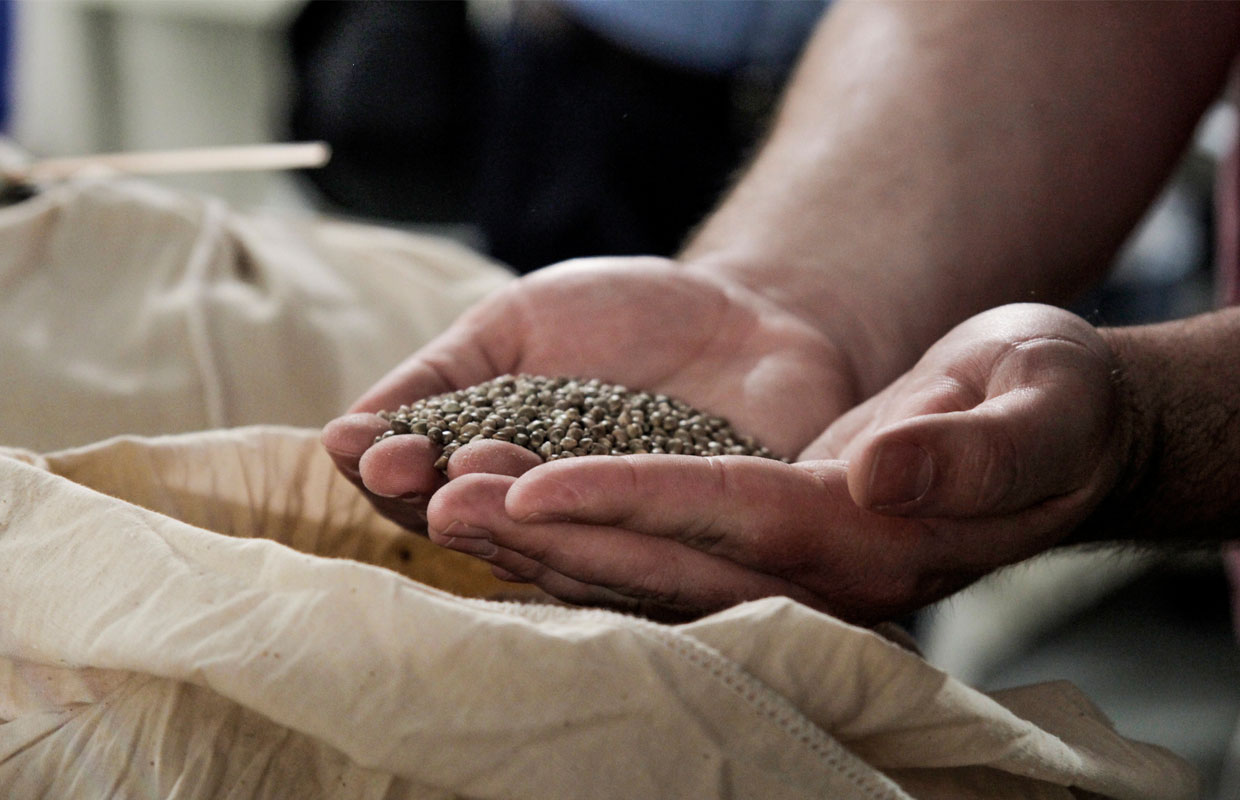 A pair of hands scoop out a mound of hemp seeds from a bag at a hemp farm in Kentucky.