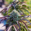 California Cannabis Now Magazine Prop 64