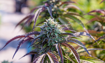 California Cannabis Now Magazine Prop 64