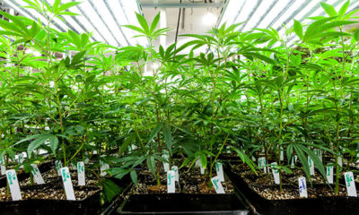 California Cannabis Regulations Cannabis Now