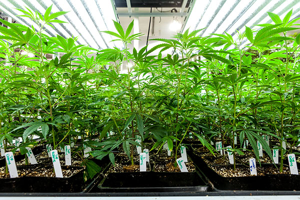California Cannabis Regulations Cannabis Now