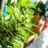 Mendo Dope Cannabis Now