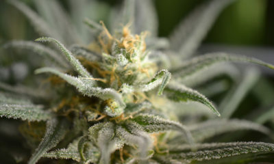Oregon Recreational Cannabis