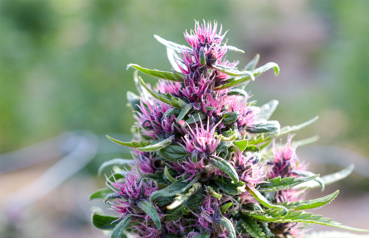 Pretty in Pink: A Glimpse at Green Source Garden's Pinkleberry Strain