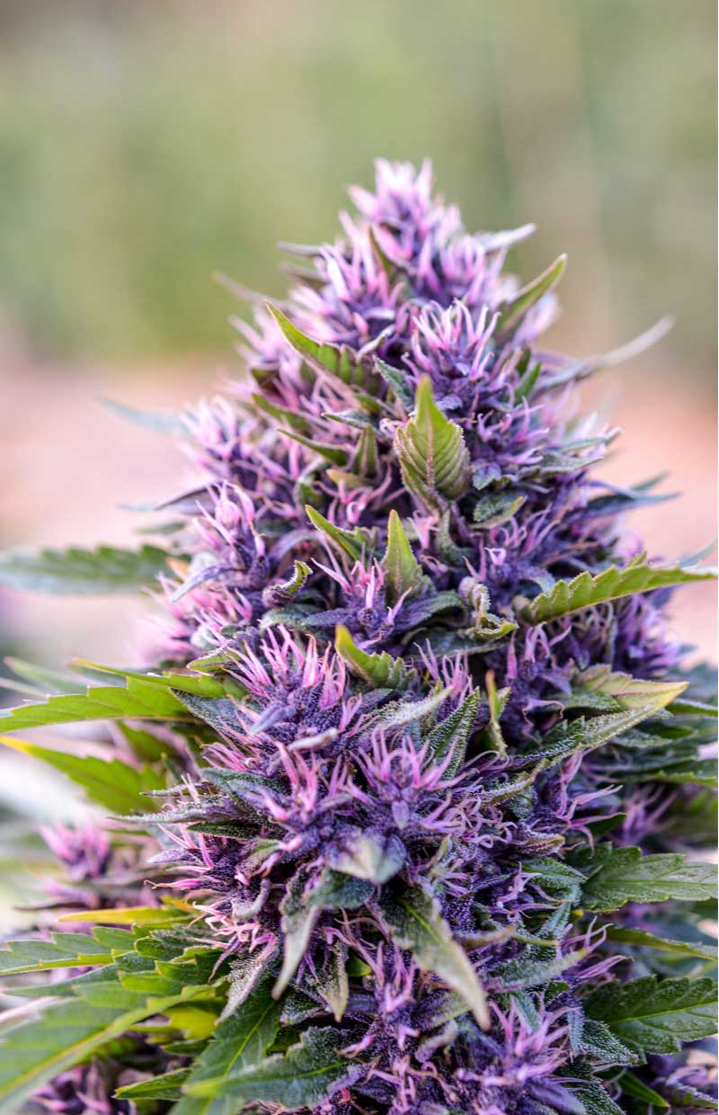 Pink Berry Marijuana Strain Information