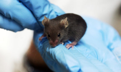 Legal restrictions on cannabis research mean that the biggest beneficiaries of groundbreaking research into the plants medicinal properties are lab rodents.