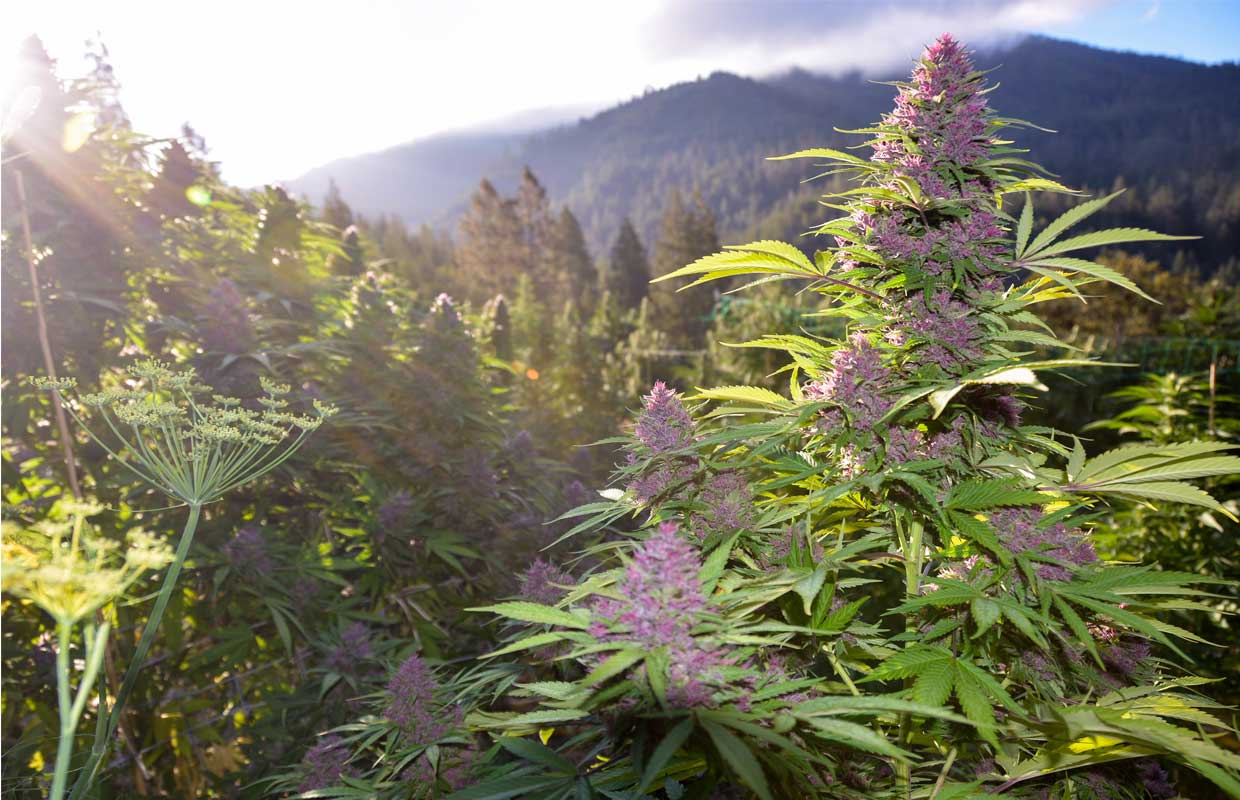 Pretty in Pink: A Glimpse at Green Source Garden's Pinkleberry Strain