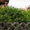 Backyard Cannabis Now Magazine
