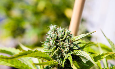 Cannabis Legalization new Jersey