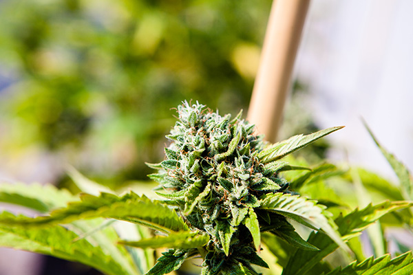 Cannabis Legalization new Jersey