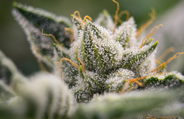 A macro shot of a flowering plant at Bolder Cannabis & Concentrates.