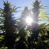 The sun shines between two large flowering cannabis plants at Mene Gene's grow operation.