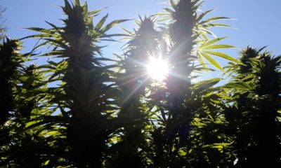 The sun shines between two large flowering cannabis plants at Mene Gene's grow operation.