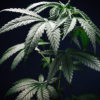 Cannabis Health Index Cannabis Now Magazine
